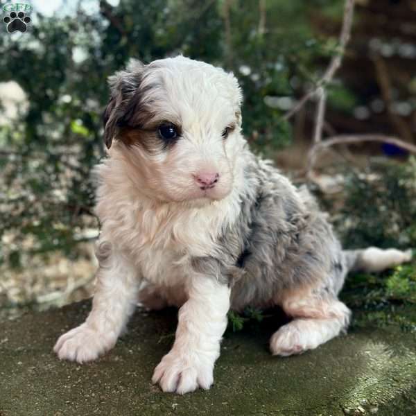 Parker, Mini Bernedoodle Puppy